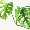 Philodendron-Affenmaske