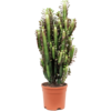 Euphorbia trigonia Rubra