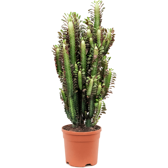 Euphorbia trigonia Rubra