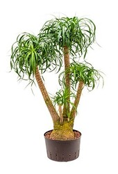 Hydrokulturpflanze Beaucarnea recurvata