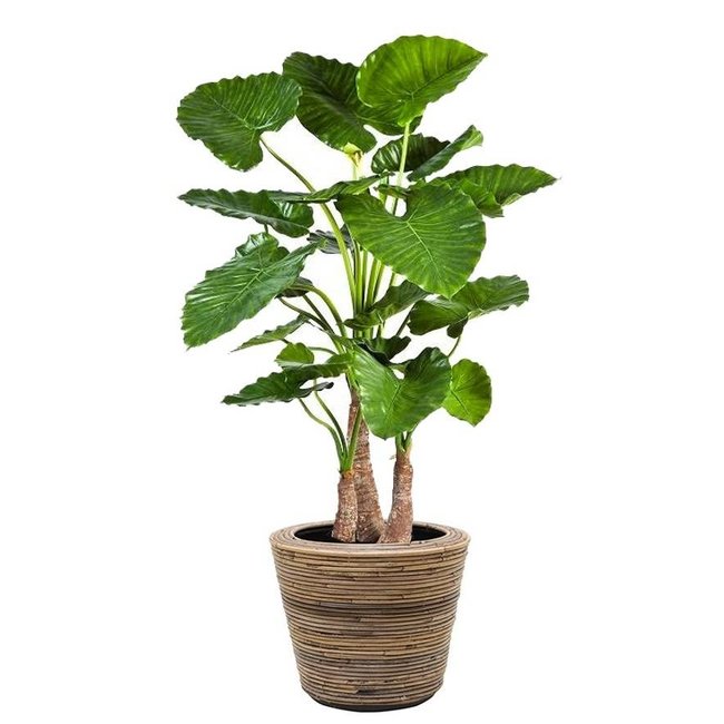 Künstliche Pflanze Alocasia in Rattan