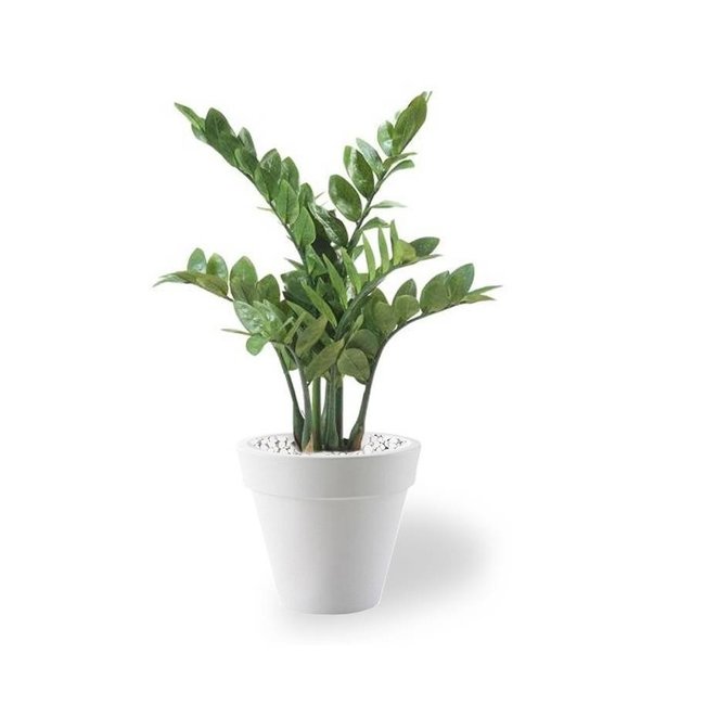 Künstliche Pflanze Zamioculcas in Pure Round S