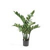 Künstliche Pflanze Zamioculcas in Pure Round S