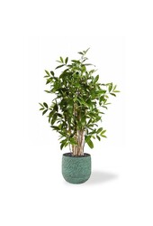 Künstliche Pflanze Dracaena im Evi-Topf