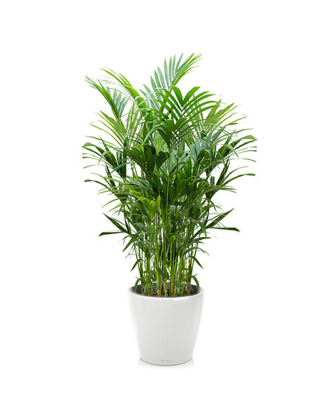 Lechuza Lechuza | Howea Forsteriana