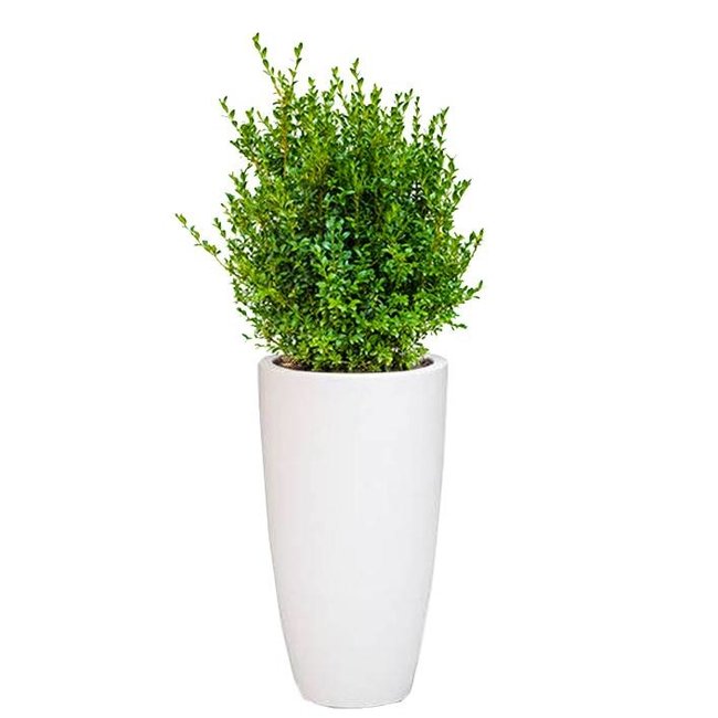 Buxus Sempervirens in reinem Weichweiß