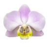 Orchideen-Winkel-Augen