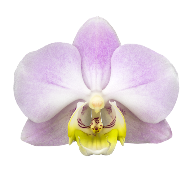 Orchideen-Winkel-Augen