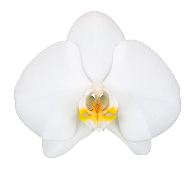 Orchidee Cambridge