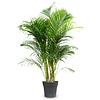 Goldfruchtpalme  Areca XXL