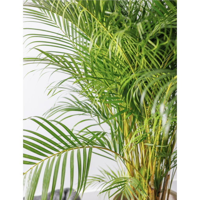 Goldfruchtpalme  Areca XXL