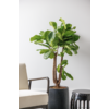 Ficus Lyrata verzweigt M