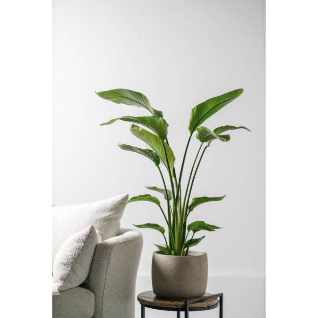 Strelitzia Nicolai S