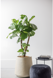 Ficus lyrata Geigenfeige verzweigt L