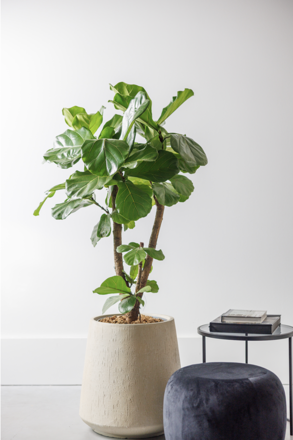 Ficus lyrata Geigenfeige verzweigt L