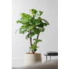 Ficus lyrata verzweigt L