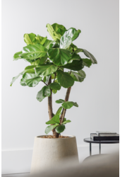 Ficus lyrata Geigenfeige verzweigt L
