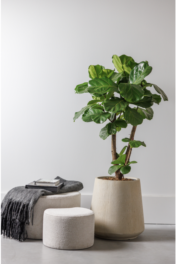 Ficus lyrata Geigenfeige verzweigt L