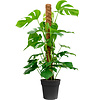 Monstera Fensterblatt Moosstab S