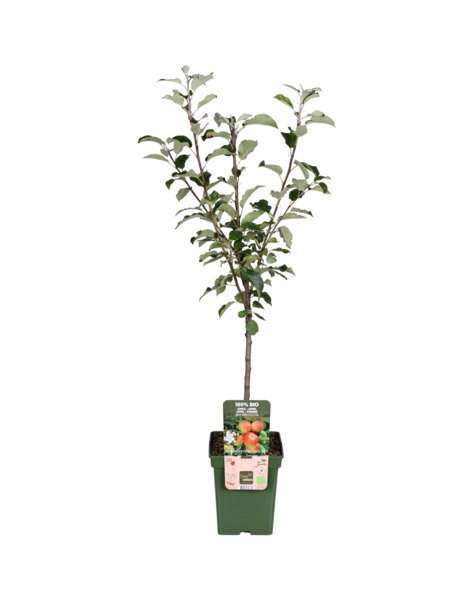 Apfelbaum Malus