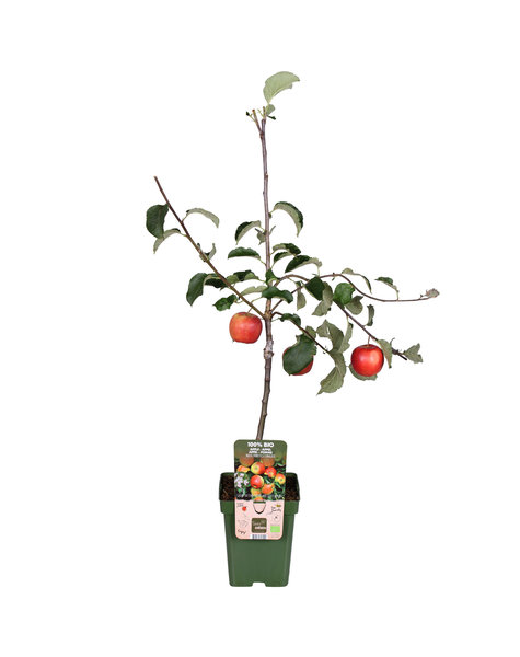 Apfelbaum Malus