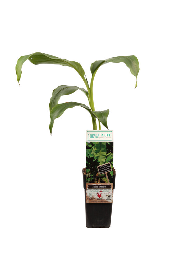 Bananenboom Basjoo