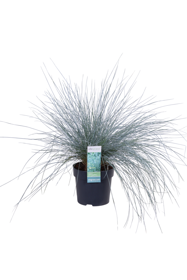 Blaues Schafsgras Azura Blue®