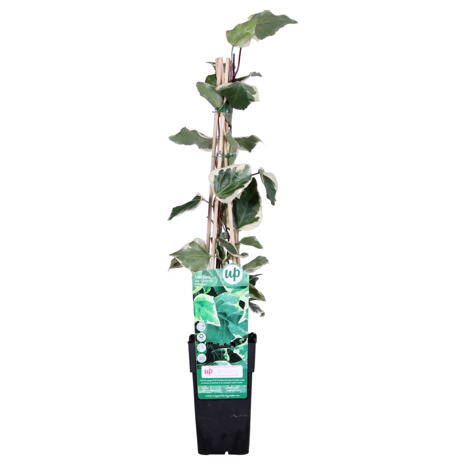 knstlicher efeu amazon Knstlicher Efeu - Alexandra | 70 cm