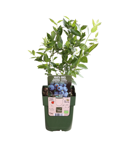 Vaccinium