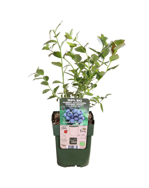 Vaccinium