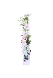 Kontinuierlich blühende Waldrebe Corinne