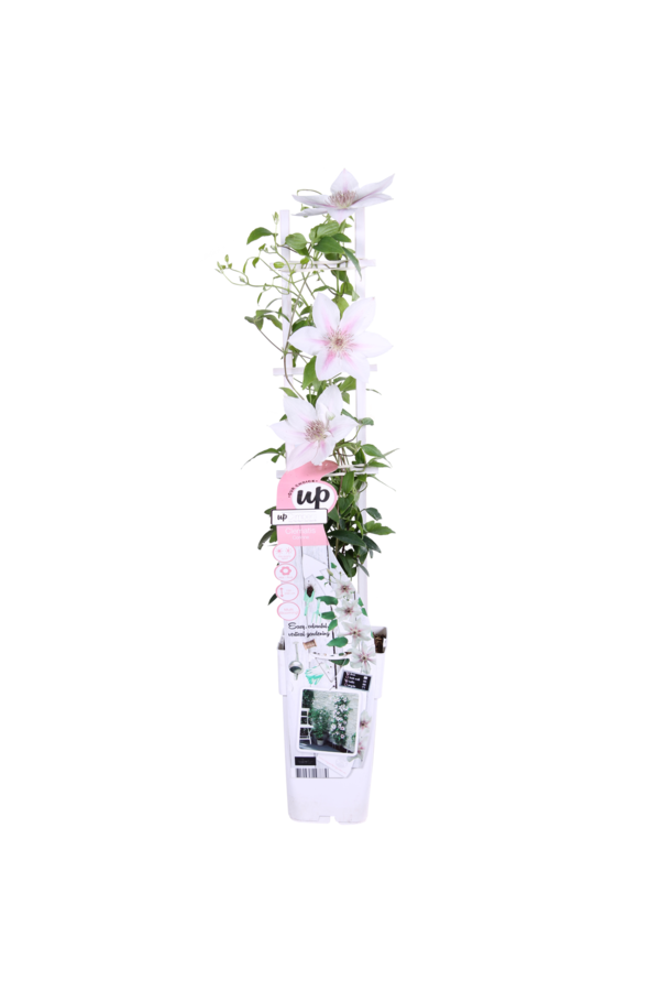 Kontinuierlich blühende Waldrebe Corinne