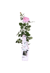 Kontinuierlich blühende Kletterrose Rosa