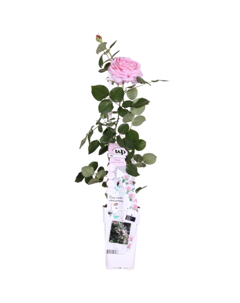 Kletterrose Rosa