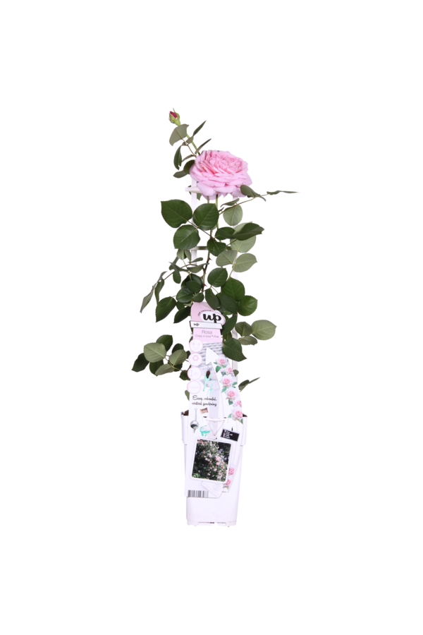Kontinuierlich blühende Kletterrose Rosa