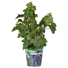 Vitus Traubenpflanze