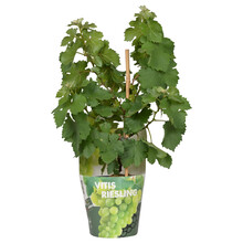 Vitus Traubenpflanze