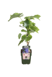 BIO Vitus Traube Boskoop Herrlichkeit