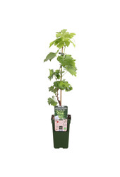 BIO Vitus Traube Centennial Kernlos