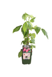 Himbeere Twotimer Sugana Rot