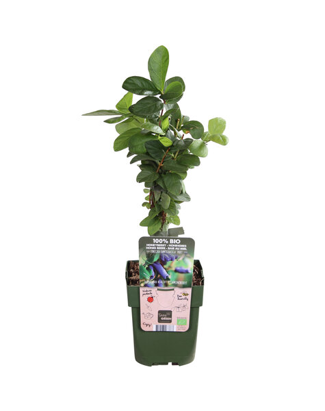 Lonicera Honigbeere