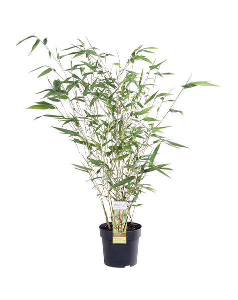 Bambus Phyllostachys