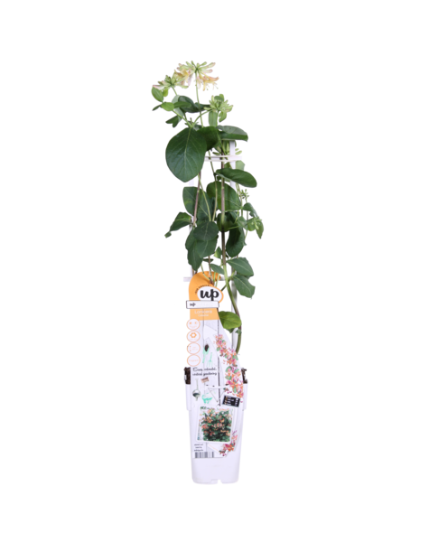 Lonicera