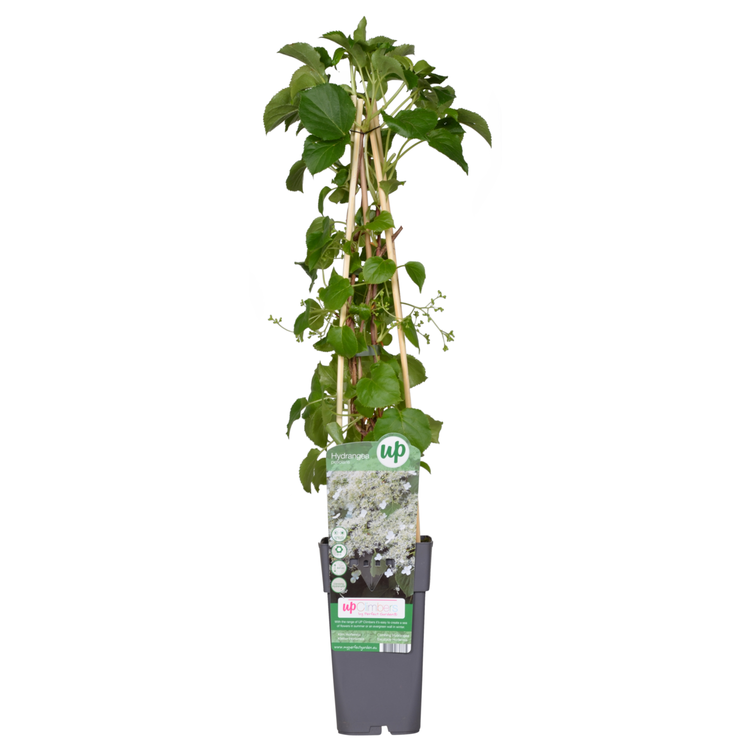Kletternde Hortensie Petiolaris | Schnelle Lieferung | Fleurdirect -  www.fleurdirect.com