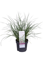 Lampenschirm Gras Hameln