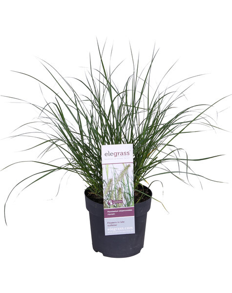 Pennisetum Lampenschirmgras