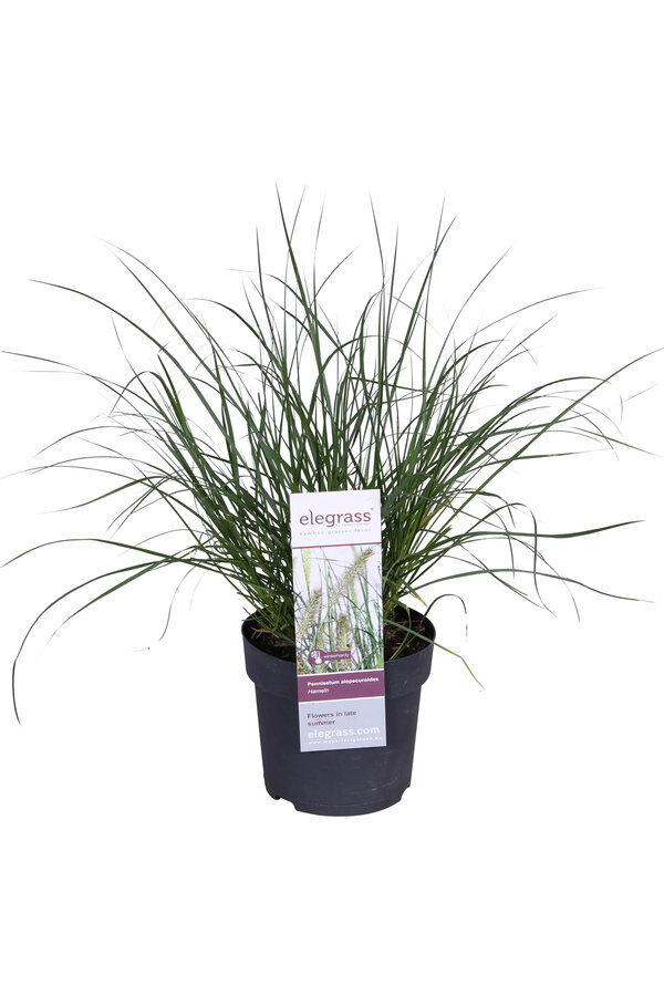 Lampenschirm Gras Hameln