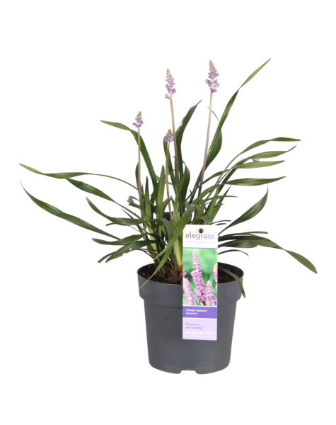 Liliengras Liriope