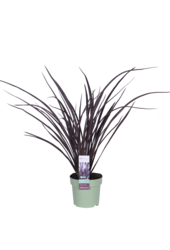 Phormium Neuseeländischer Flachs Rubra Nana