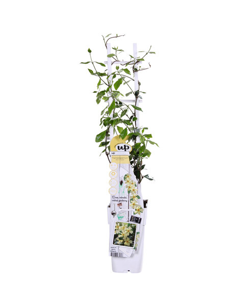 Toskanischer Jasmin